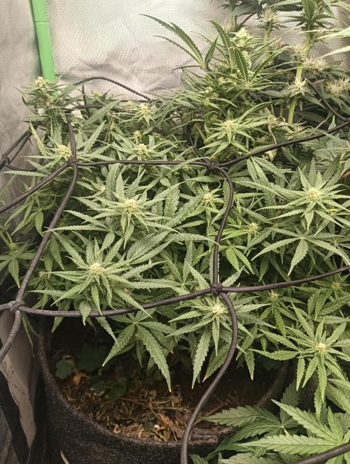 tent 2 photo. Week 10 - sugar black rose