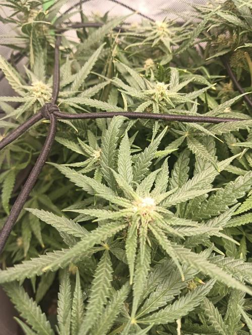 tent 2 photo. Week 10 - sugar black rose