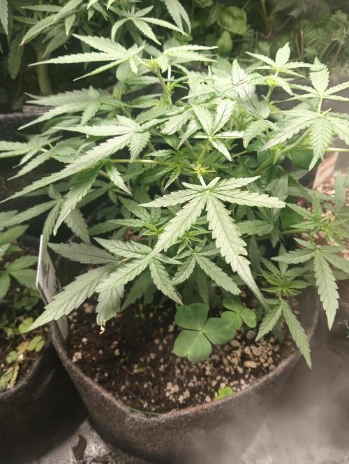 tent 2 photo. Week 10 - milky way f1 auto (filler plant)