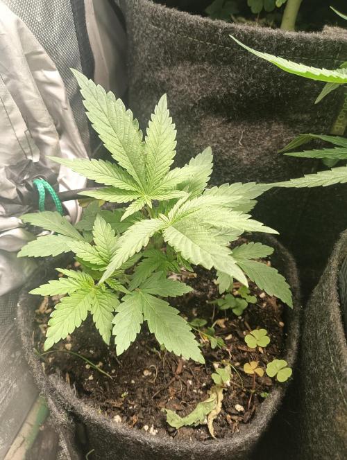 tent 2 photo. Week 10 - jet puft
