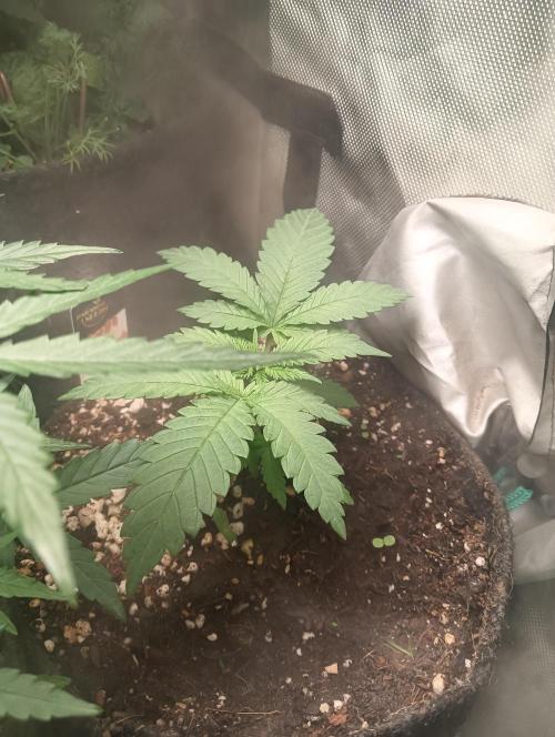 tent 2 photo. Week 10 - Mendocino skunk