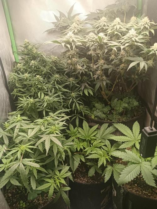 tent 2 photo. Week 11