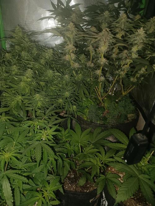 tent 2 photo. Week 11