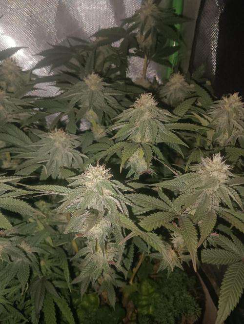 tent 2 photo. Week 11