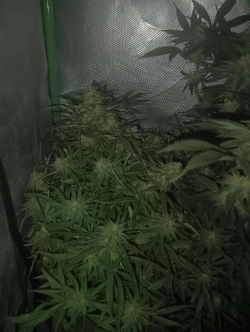 tent 2 photo. Week 11