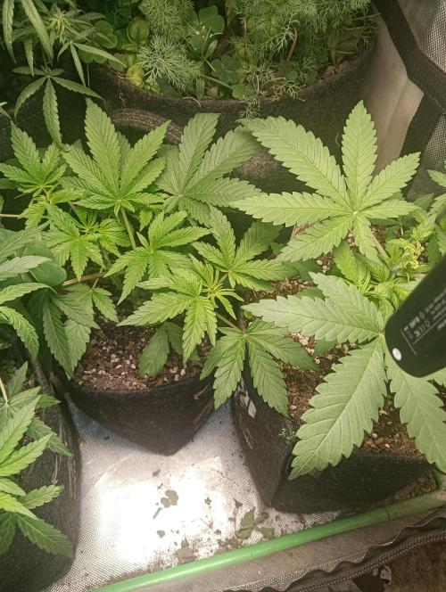 tent 2 photo. Week 11