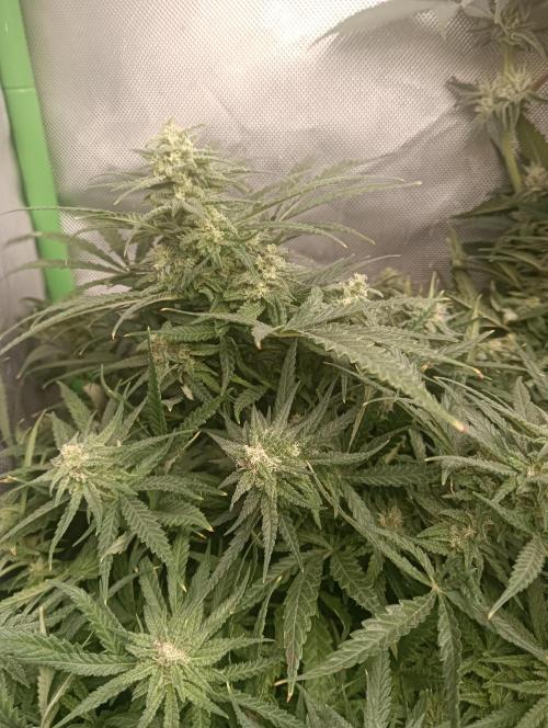 tent 2 photo. Week 11