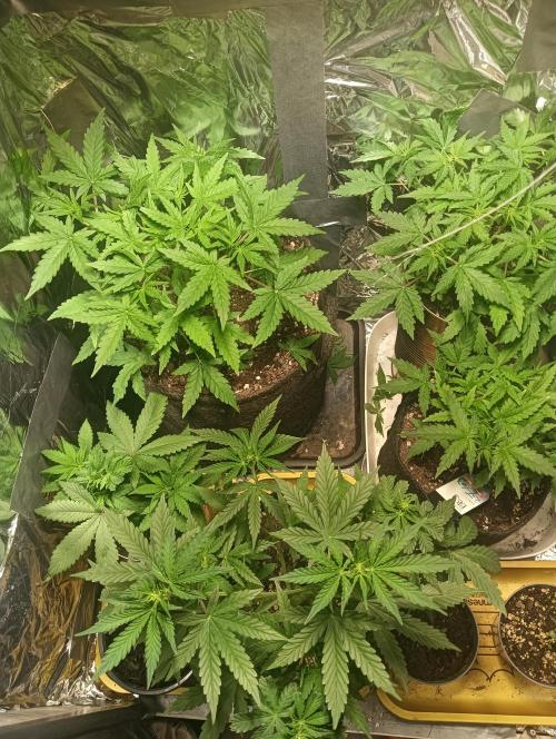 tent 1 auto 03/20/2026. Week 4