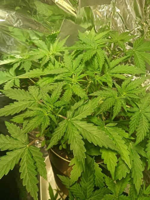 tent 1 auto 03/20/2026. Week 4
