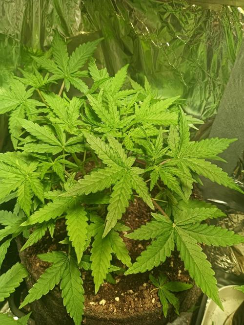 tent 1 auto 03/20/2026. Week 4