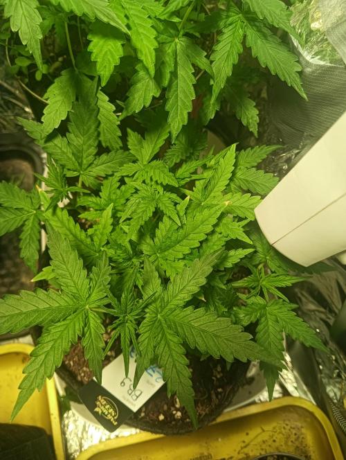 tent 1 auto 03/20/2026. Week 4
