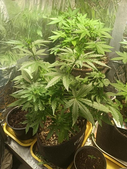 tent 1 auto 03/20/2026. Week 4