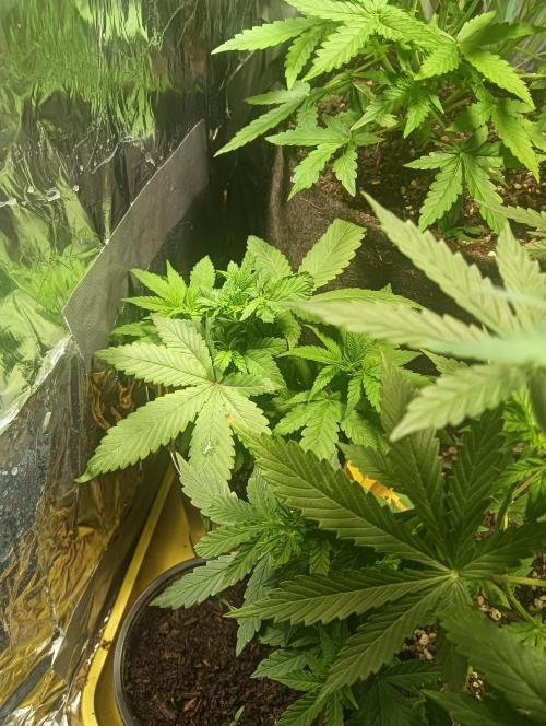 tent 1 auto 03/20/2026. Week 4