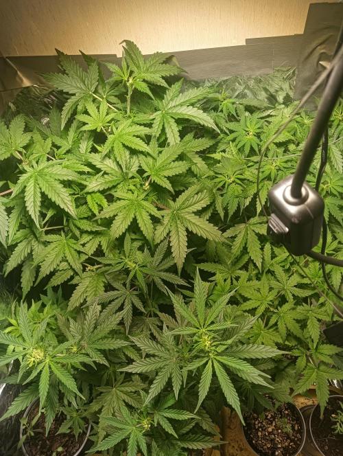 tent 1 auto 03/20/2026. Week 5