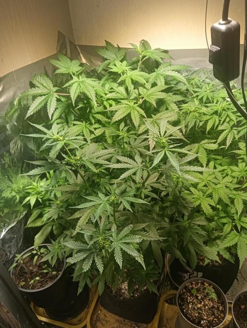 tent 1 auto 03/20/2026. Week 5