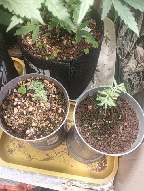 tent 1 auto 03/20/2026. Week 5