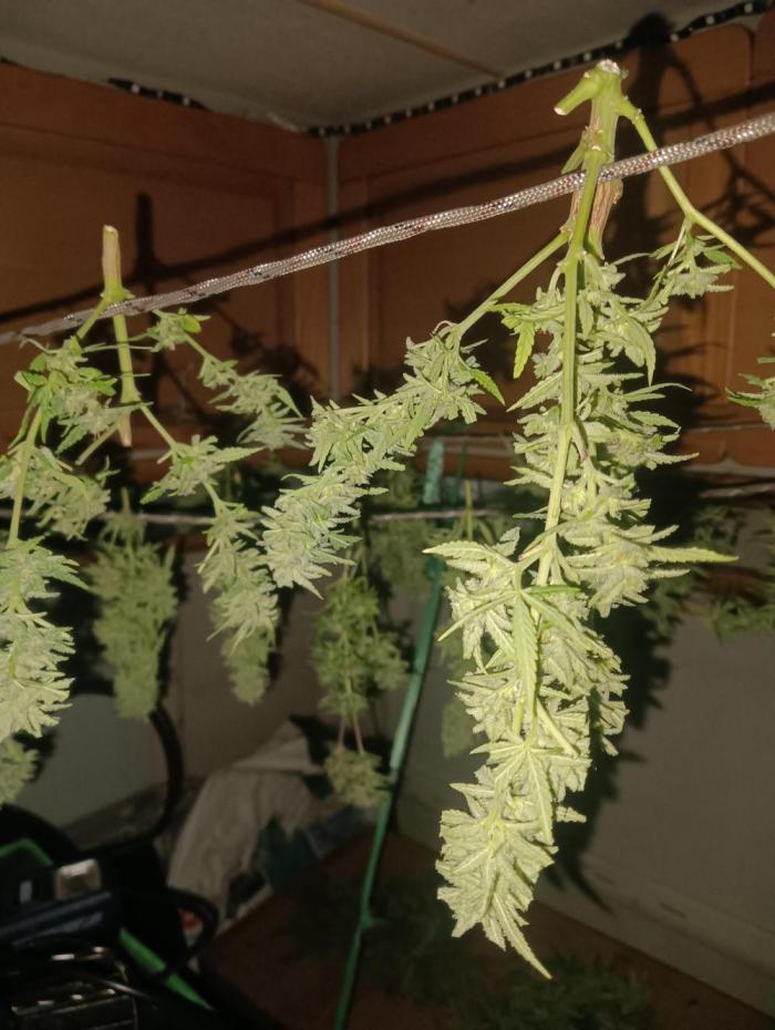 tent 2 photo. Week 14