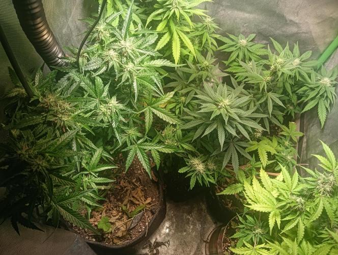 tent 1 seedrun 03/20/2026. Week 7