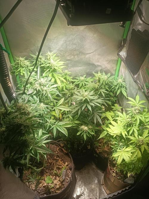 tent 1 seedrun 03/20/2026. Week 7
