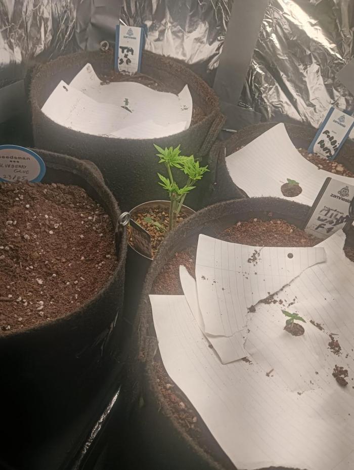 tent 2 auto 22/05. Week 0
