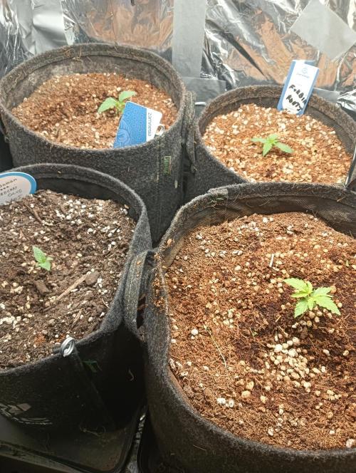 tent 2 auto 22/05. Week 1
