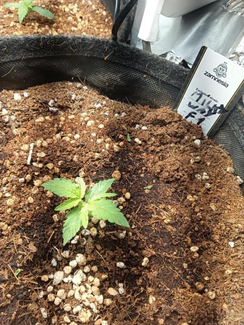 tent 2 auto 22/05. Week 1