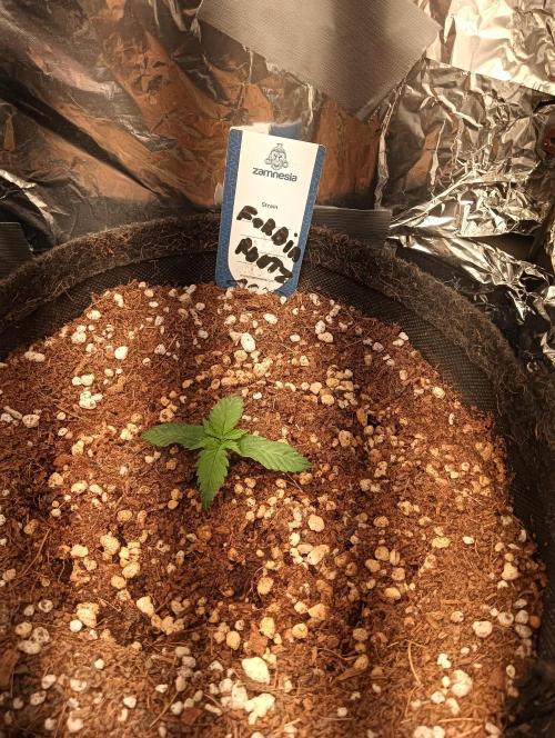 tent 2 auto 22/05. Week 1