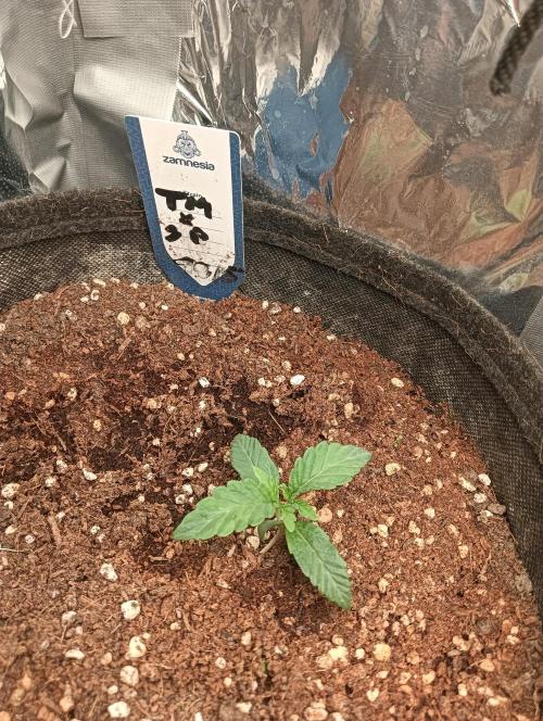 tent 2 auto 22/05. Week 1