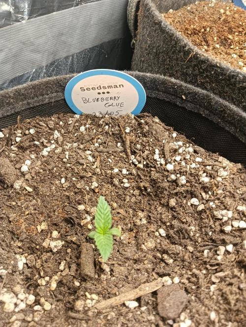 tent 2 auto 22/05. Week 1