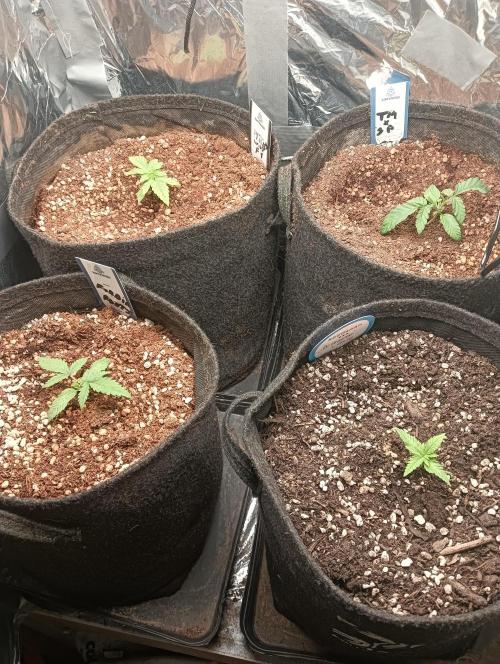 tent 2 auto 22/05. Week 2
