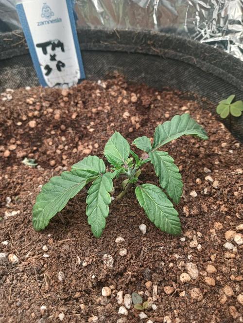 tent 2 auto 22/05. Week 2