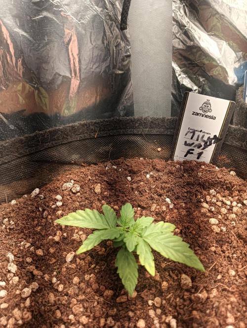 tent 2 auto 22/05. Week 2