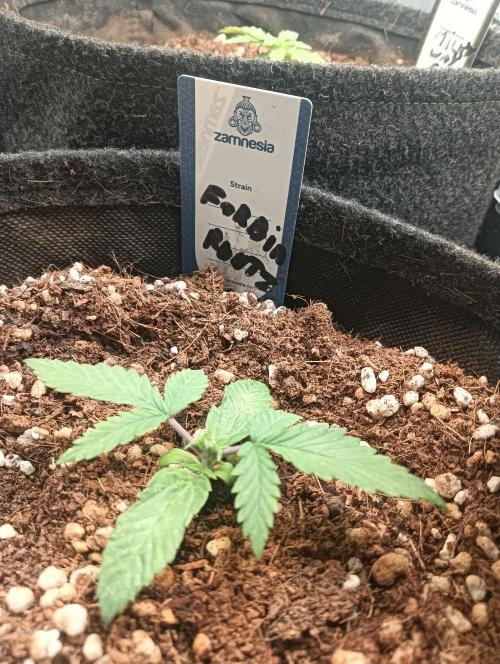 tent 2 auto 22/05. Week 2
