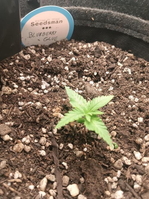 tent 2 auto 22/05. Week 2