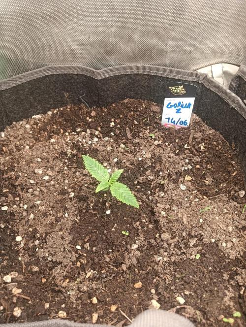 tent 1 auto 16/06/2026. Week 0