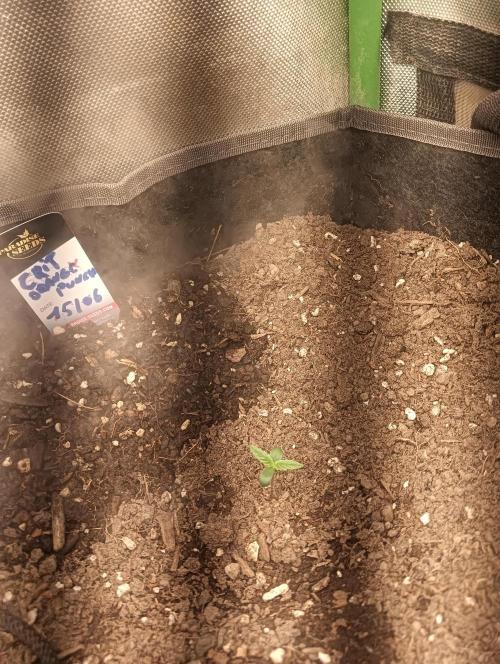 tent 1 auto 16/06/2026. Week 0