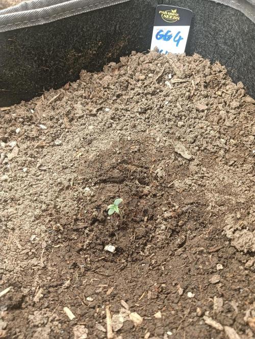 tent 1 auto 16/06/2026. Week 0