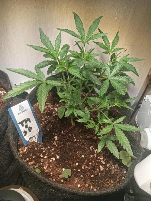 tent 2 auto 22/05. Week 3