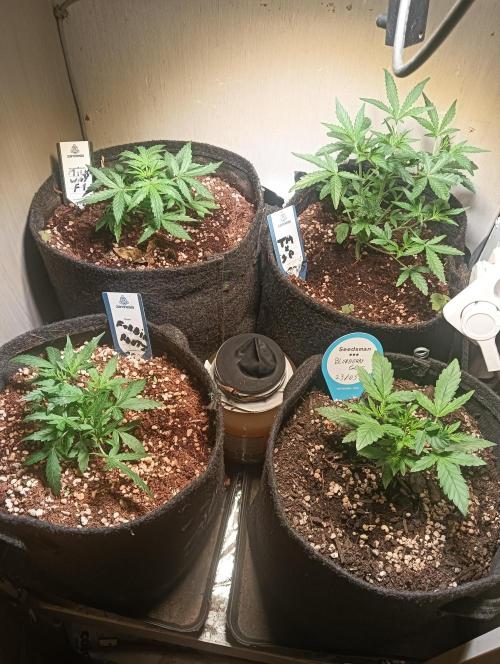 tent 2 auto 22/05. Week 3