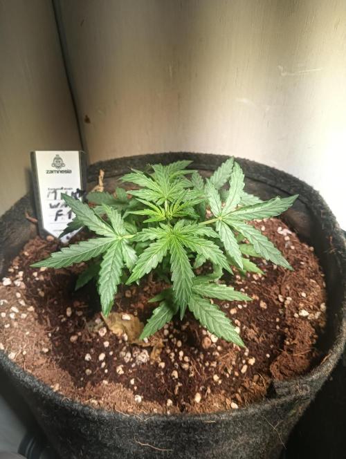 tent 2 auto 22/05. Week 3
