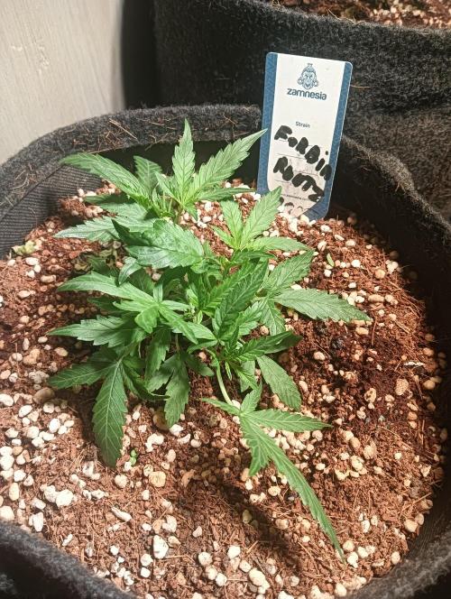 tent 2 auto 22/05. Week 3