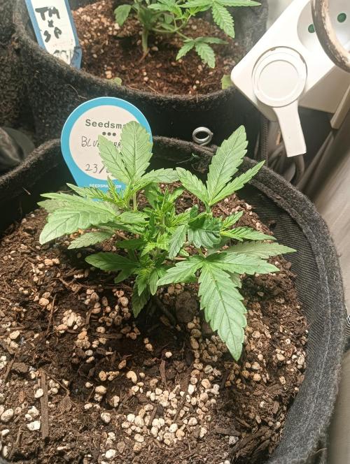 tent 2 auto 22/05. Week 3