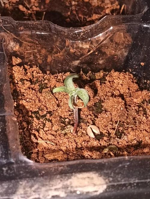 mutants 15/06/2026. Week 0 - intersting secondary mutation Happening. suspected polyploid
