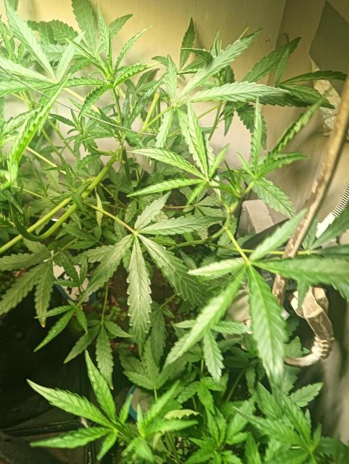 tent 2 auto 22/05. Week 4