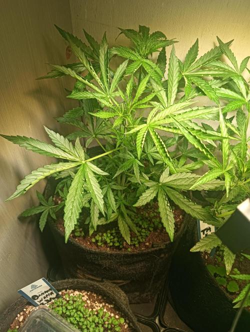 tent 2 auto 22/05. Week 4