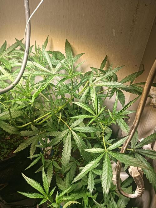tent 2 auto 22/05. Week 4