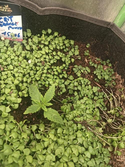 tent 1 auto 16/06/2026. Week 1