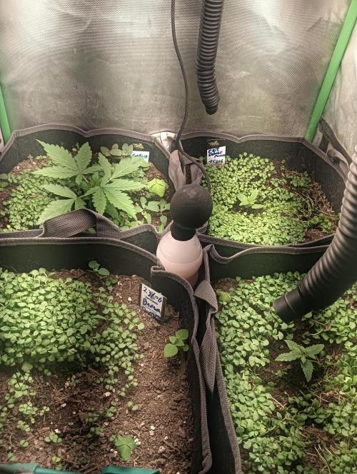 tent 1 auto 16/06/2026. Week 1