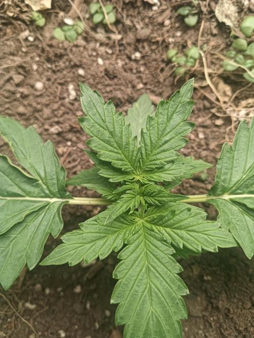 tent 1 auto 16/06/2026. Week 2 - another mutation?