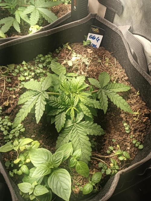 tent 1 auto 16/06/2026. Week 2
